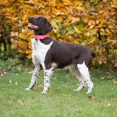 Young Small Munsterlander in autumn