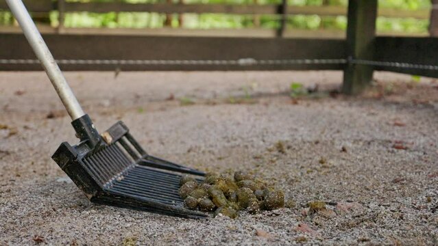 Close up footage of shoveling horse turd 