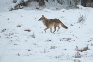 Fototapeta premium coyote running in snow
