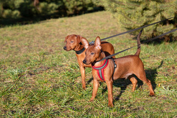 Two puppies on the street on the grass on leashes against a pine background.
