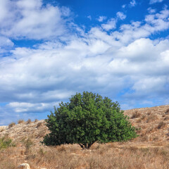 Fototapeta na wymiar Ancient oak tree. Nature season landscape. Environmental protection