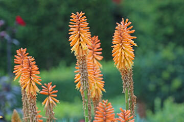 Orange red hot poker flower spikes