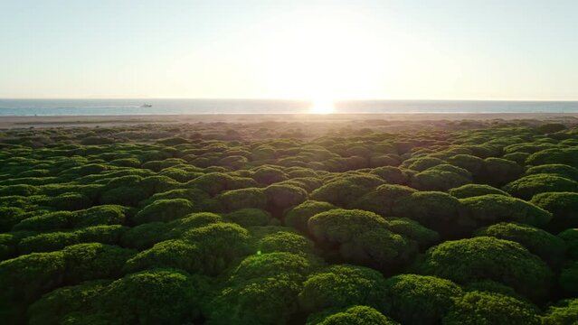 view of broccoli-like trees with ocean veiw