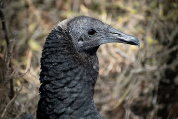 Jote de cabeza negra