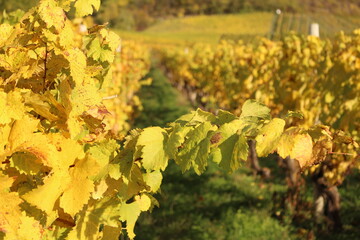 Weinberg 8