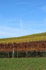 Weinberge 1