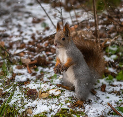 Naklejka na ściany i meble A squirrel in the forest stands on its hind legs and asks for food