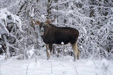 A bull moose with head in the snow is looking at the lens and eating small branch in winter forest in the frost in National Park Elk Island