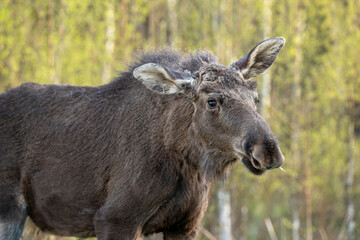 Fototapeta premium portrait of elk calf standing in a forest glade illuminated by the sun in Elk Island National Park in spring