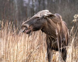 portrait of elk cow standing in a forest glade and surrounded by tall dry grass illuminated by the sun in Elk Island National Park in autumn