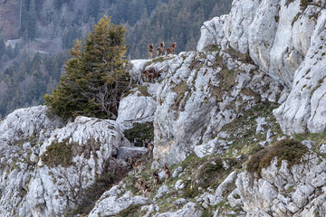 Fototapeta na wymiar Trois mouflons à la montagne
