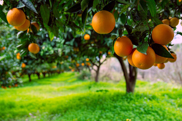 Orange garden and ripe oranges on tree branches.