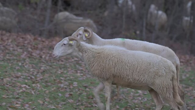 Pecore al pascolo