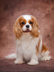 dog puppy Cavalier King Charles Spaniel on the background. Isolate