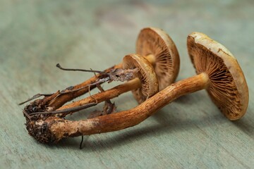 Soft selective focus- mushrooms background. DOF- small depth of field