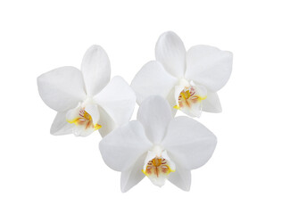 Obraz na płótnie Canvas white phalaenopsis orchid flowers on a stem, isolated on a white background