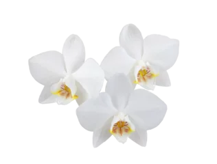 Foto op Canvas white phalaenopsis orchid flowers on a stem, isolated on a white background © Елена Челышева