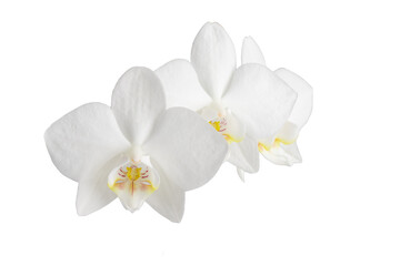 Naklejka na ściany i meble white phalaenopsis orchid flowers on a stem, isolated on a white background