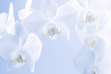 white orchid flowers on a light background, screen wallpaper, botanical background