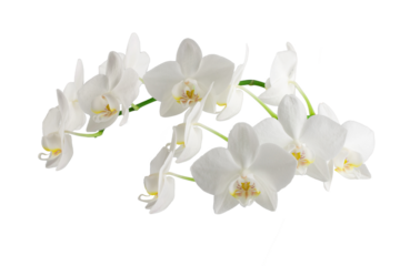 white phalaenopsis orchid flowers on a stem, isolated on a white background
