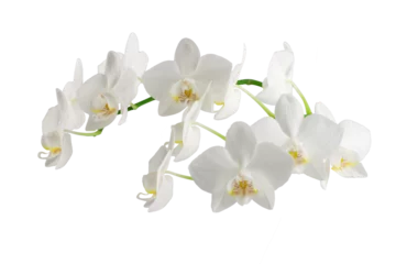 Tuinposter white phalaenopsis orchid flowers on a stem, isolated on a white background © Елена Челышева
