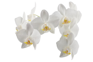 white phalaenopsis orchid flowers on a stem, isolated on a white background