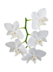 Fototapeta na wymiar white phalaenopsis orchid flowers on a stem, isolated on a white background