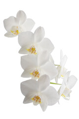 Fototapeta na wymiar white phalaenopsis orchid flowers on a stem, isolated on a white background
