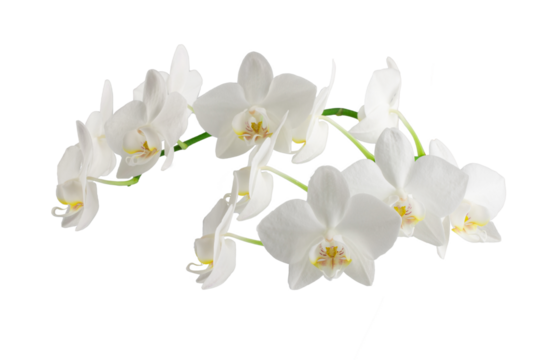 white phalaenopsis orchid flowers on a stem, isolated on a white background