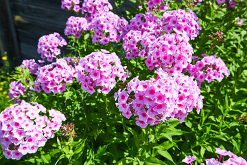 Obraz premium A group of blooming phlox paniculata in the garden. Paniculate phlox is a beautiful and fragrant perennial plant in the garden