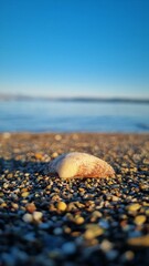 Seashell on beach in summer sunset Greece
