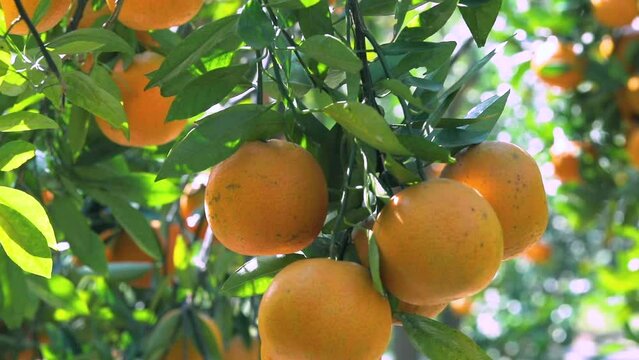 Sunlight, orange trees, orchard, overgrown, yellow orange, citrus