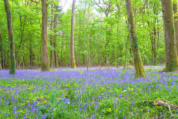 Beautiful spring landscape with blooming bluebells woodland in the green forest