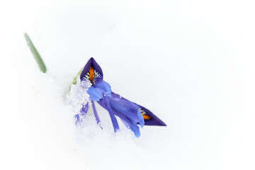 blue iris flower in white snow