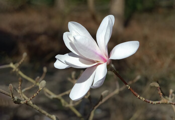 White magnolia flower in Spring garden