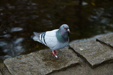 Outside close up portrait of a pigeon near the water - lake, colorful