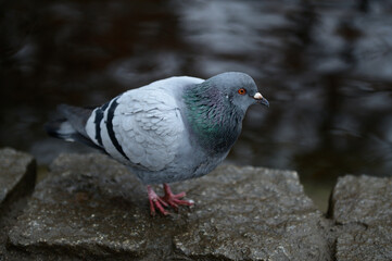 Outside close up portrait of a pigeon near the water - lake, colorful