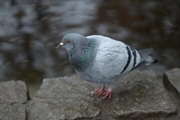 Outside close up portrait of a pigeon near the water - lake, colorful