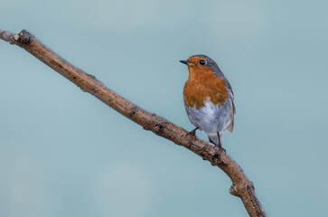 A close up of a single robin sat on a tree branch