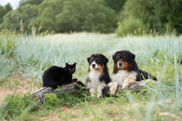 Dogs and a black cat lie on a log and communicate. Tricolor Australian Shepherd in nature. Happy...