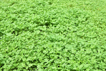 Farm green field sown with mustard. Spring greens. Winter crops