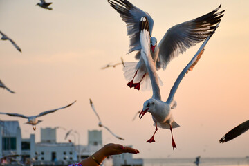 birds in flight