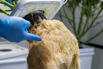 Close up hand of researcher pointing Cannabis roots glowing in hydroponic system, cultivation of...
