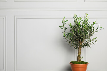 Beautiful young potted olive tree near light wall indoors, space for text. Interior element