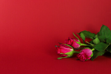 Red roses lie on a red monochromatic background, Valentine's Day