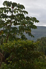 CAMINHOS NATUREZA PLANTAS HARMONIA PAZ CAMPING