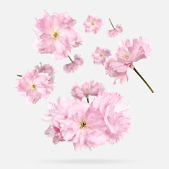 Beautiful sakura blossoms falling on white background. Spring season