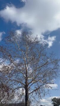 Nature's Symphony: Breathtaking Footage of Tree and Clouds in Harmonious Harmony