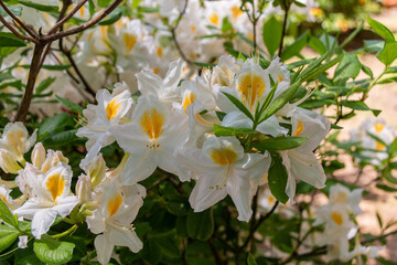 Flowers of hybrid rhododendron cultivar Juck Brydon close-up. Evergreen shrub. Used as an ornamental garden plant. Beautiful flowers.