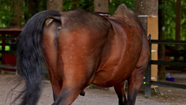 Beautiful brown stallion walking around at the ranch 